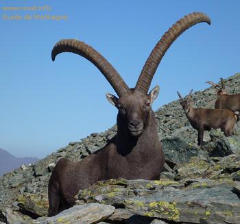 Bouquetin au col du Porc Bouquetin au col du Porc